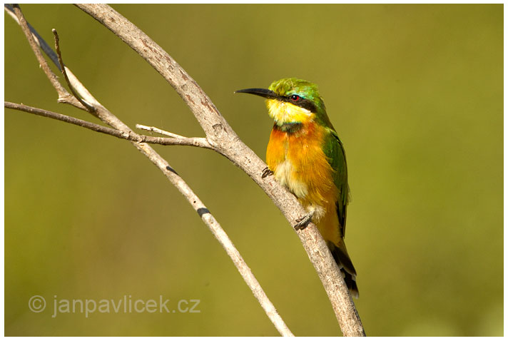 Vlha modrolící (Merops persicus)