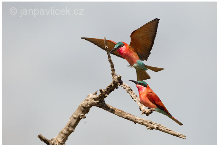 Vlha núbijská (Merops nubicus)