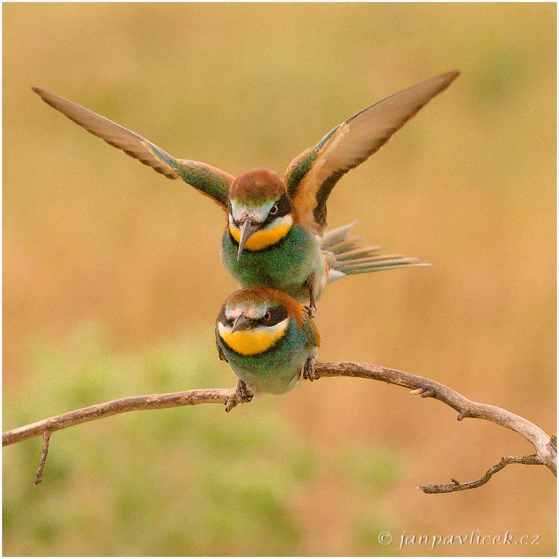 Vlha pestrá, páření (Merops apiaster)