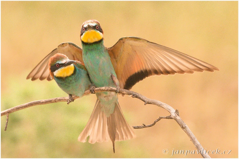 Vlha pestrá, páření (Merops apiaster)