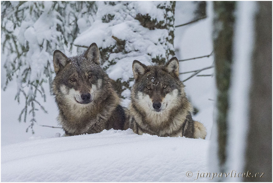 Vlk eurasijský (Canis lupus)