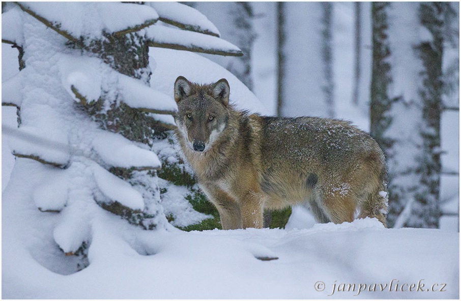 Vlk eurasijský (Canis lupus)