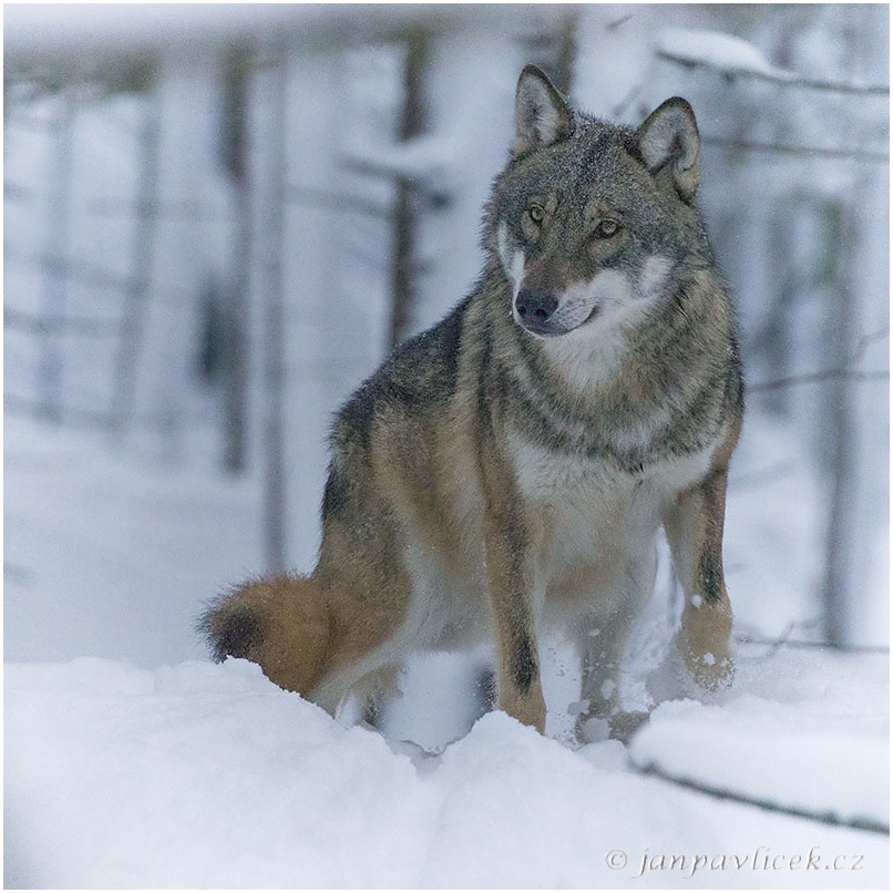 Vlk eurasijský (Canis lupus)