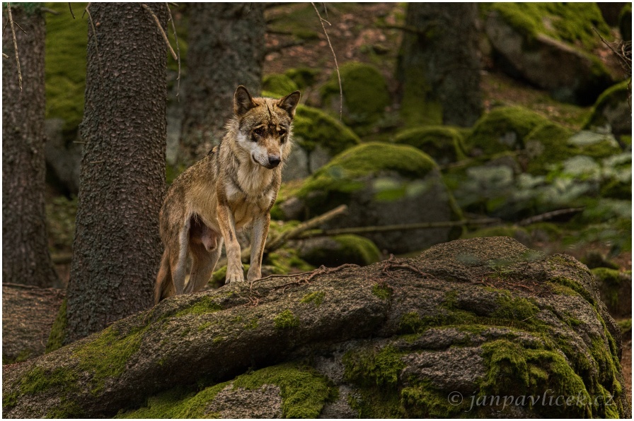 Vlk eurasijský (Canis lupus)