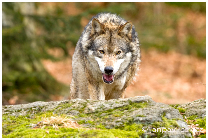 Vlk eurasijský (Canis lupus)