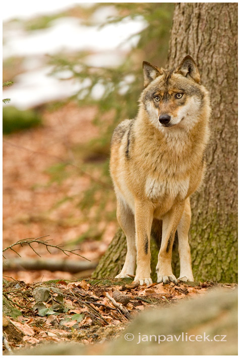 Vlk eurasijský (Canis lupus)