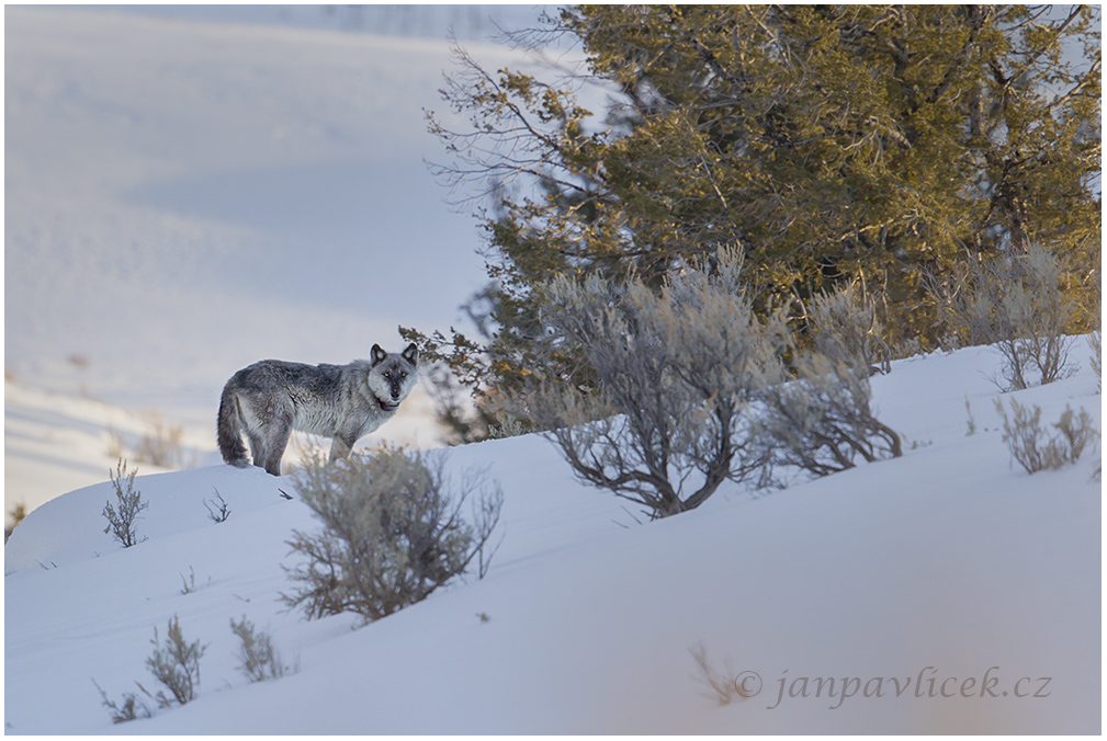 Vlk obecný (Canis lupus) 