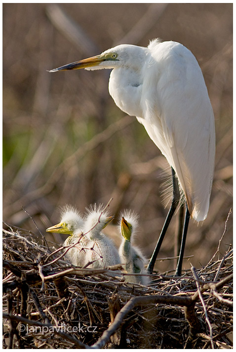 Voalvka bílá  (Agrea alba)