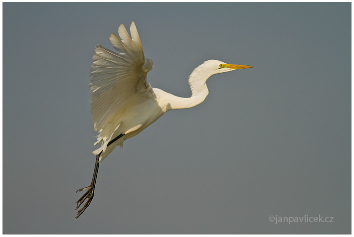 Volavka bílá (Agrea alba)