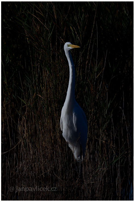 Volavka bílá (Ardea alba)