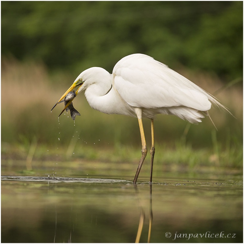 Volavka bílá (Egretta alba)