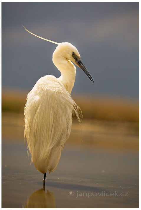 Volavka bílá  (Egretta alba)