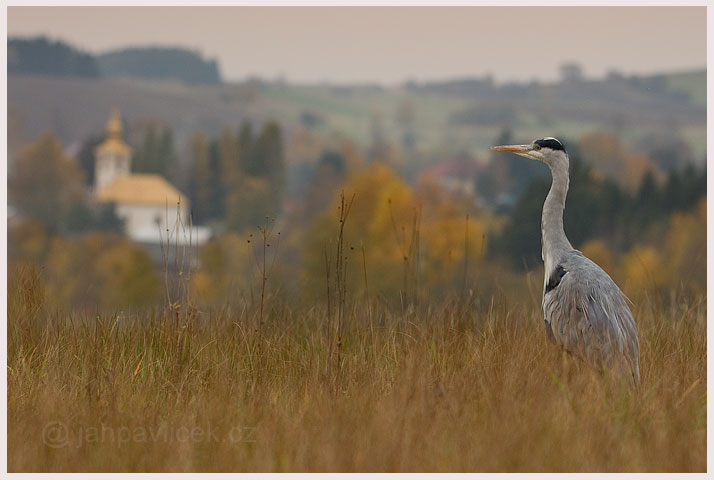 Volavka popelavá (Ardea cinerea)