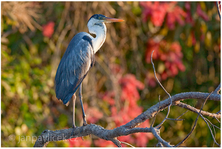 Volavka popelavá (Ardea cinerea)