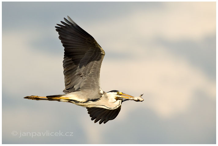 Volavka popelavá (Ardea cinerea)