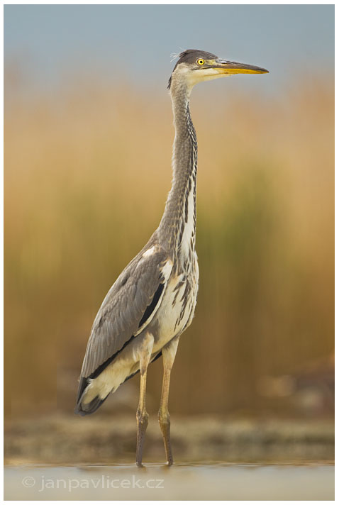 Volavka popelavá (Ardea cinerea)