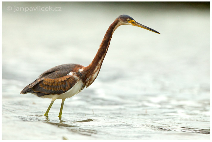 Volavka tříbarvá (Egretta tricolor)