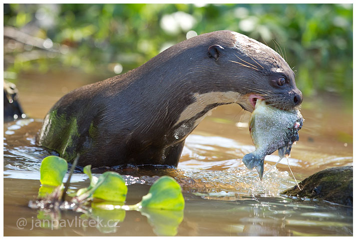 Vydra obrovská (Pteronura brasiliensis)...( ... více v BLOGu)