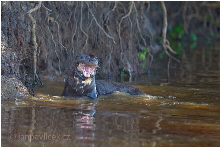 Vydra obrovská (Pteronura brasiliensis) ...( ... více v BLOGu)