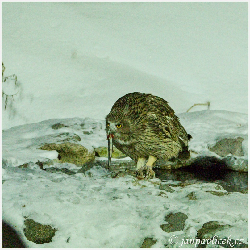  Výr Blakistonův, Blakiston's fish owl (Bubo blakistoni)