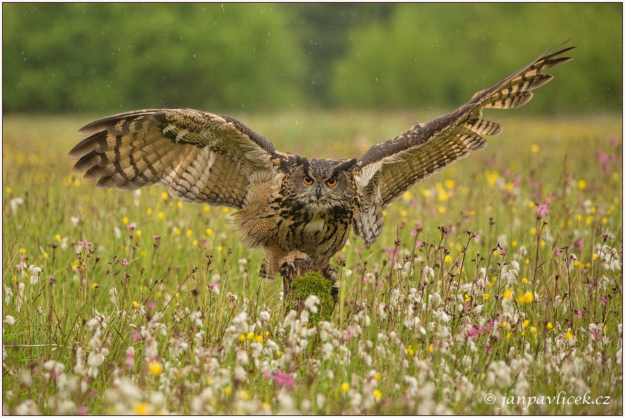 Výr velký (Bubo bubo)