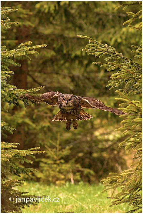 Výr velký (Bubo bubo)