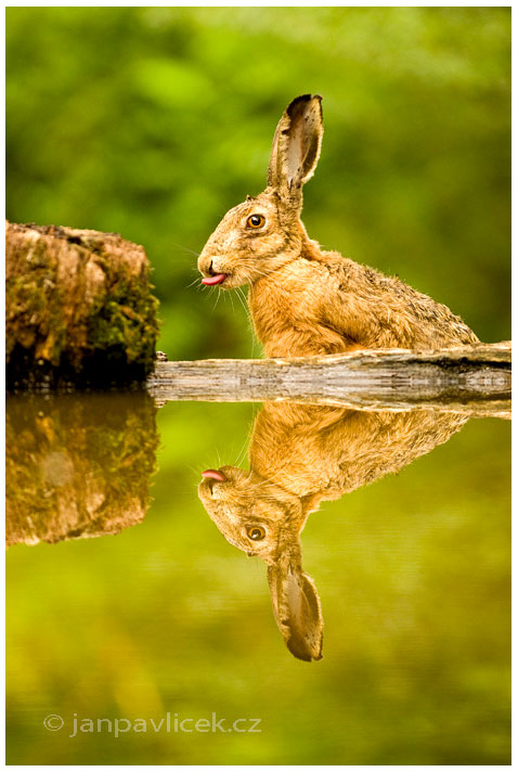 Zajíc polní (Lepus europaeus)