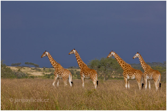 Žirafa Rothschildova (Giraffa camelopardalis rothschildi), 