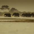 Africký slon pralesní (Loxodonta cyclotis) | fotografie