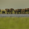 Africký slon pralesní (Loxodonta cyclotis) | fotografie