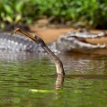 Anhinga americká (Anhinga anhinga) | fotografie