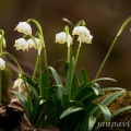 Bledule jarní (Leucojum vernum) | fotografie