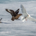 Boj o kořist ,  Chaluha velká vs. Racek mořský (Cartharacta... | fotografie