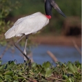 Čáp jabiru (Jabiru mycteria) | fotografie