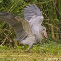 Člunozobec africký (Balaeniceps rex) | fotografie