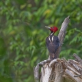 Datel proužkohřbetý  (Melanerpes aurifrons ) | fotografie