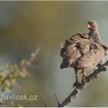 Frankolín červenozobý	(Pternistis adspersus) | fotografie