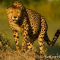 Gepard štíhlý (Acinonyx jubatus) | fotografie