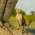 Gepard štíhlý (Acinonyx jubatus) | fotografie