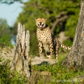 Gepard štíhlý (Acinonyx jubatus) | fotografie