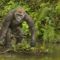 Gorila nížinná  (Gorilla gorilla) | fotografie