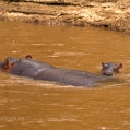 Hroch obojživelný (Hippopotamus amphibius) | fotografie