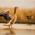 Husa velká (Anser anser) | fotografie