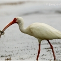 Ibis bílý (Eudocimus albus) | fotografie