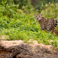 Jaguár americký (Panthera onca) | fotografie