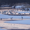 Jeřáb mandžuský na zimovišti, (Grus japonensis) | fotografie