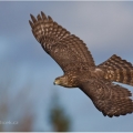 Jestřáb lesní (Accipiter gentilis) | fotografie