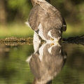 Jestřáb lesní (Accipiter gentilis) | fotografie