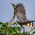 Káně dlouhonohá (Geranospiza caerulescens) | fotografie