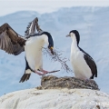 Kormorán modrooký, Phalacrocorax atriceps | fotografie